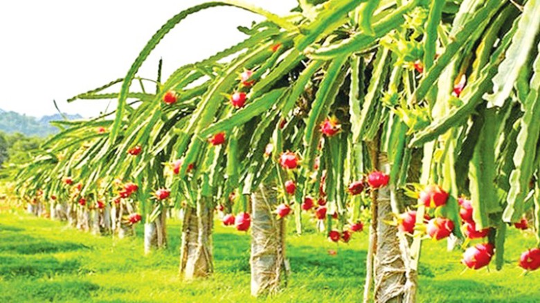 ড্রাগন চাষ করে আন্তর্জাতিক বাণিজ্যিক চাষাবাদের স্বপ্ন জহুর হোসেনের