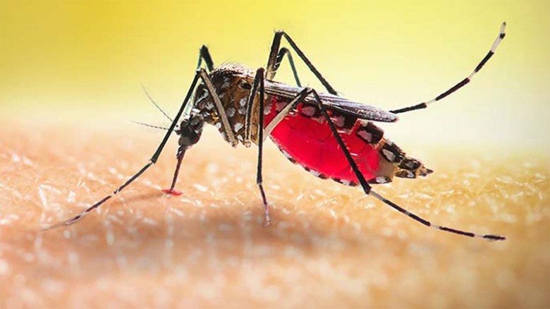 ডেঙ্গু জ্বরে আক্রান্ত হয়ে হাসপাতালে আরও ৩৭৫ জন ভর্তি