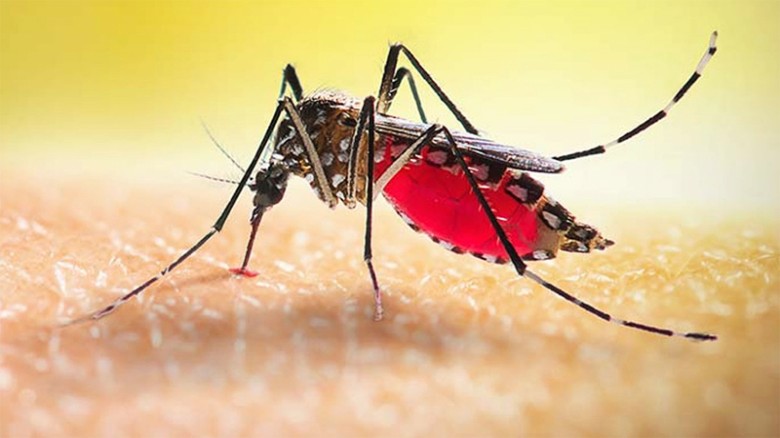 ডেঙ্গু জ্বরে আরও ২ জনের মৃত্যু, হাসপাতালে ২৭৮ জন ভর্তি