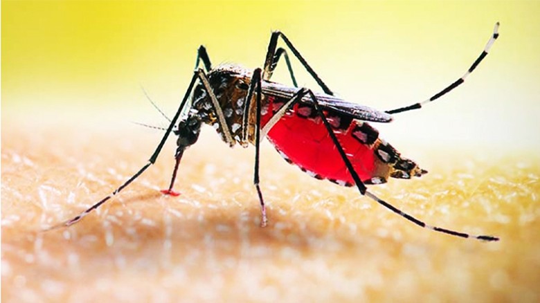 ডেঙ্গু জ্বরে আরও ৩ জনের মৃত্যু, হাসপাতালে ৪১২ জন ভর্তি