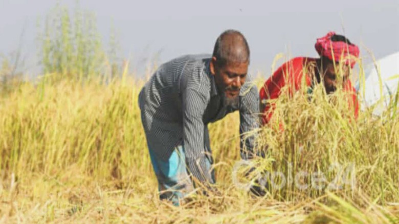 সিলেটের ওসমানীনগরে কৃষকেরা আমন ধানের বাম্পার ফলনে মনোমুগ্ধ