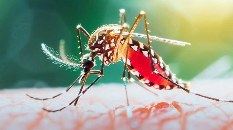 ডেঙ্গুতে আরও ২ জনের মৃত্যু, ২৪ ঘণ্টায় হাসপাতালে ভর্তি ৬৭২