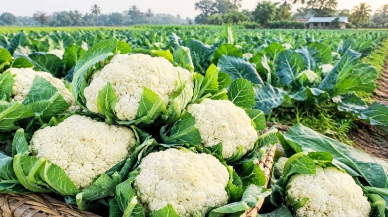 ফুলকপি শুধু স্বাদের নয়, পুষ্টিগুণের কারণেও এর রয়েছে আলাদা গুরুত্ব